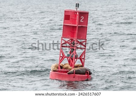 Steller Sea lions resting on a Shipping Light Buoy in Sitka, Alaska, USA