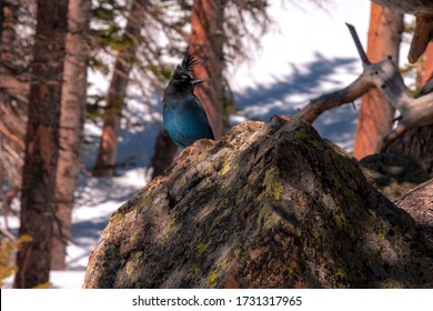 Steller's Jay Bird Perched On A Rock In A Winter Landscape In The Rocky Mountain National Park Near Estes Park, Colorado