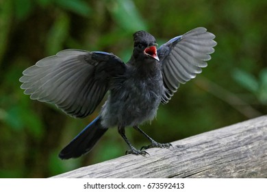 Stellers Jay - Juvenile 