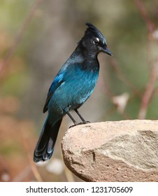 Stellers Jay In The Mountains