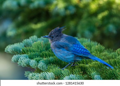 Steller's Jay Perched On A Fir Bough At Mammoth Lakes California