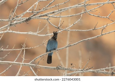 A Steller's jay perches in the winter bare branches of a cottonwood tree, looking out into the distance, with the red color of the sandstone cliffs of Zion National park, Utah, USA in the background. - Powered by Shutterstock