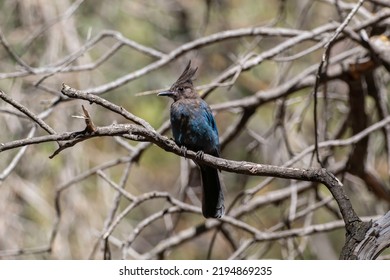 A Stellers Jay Resting On A Branch