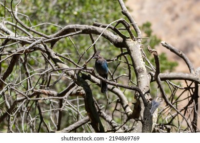 A Stellers Jay Resting On A Branch