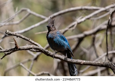 A Stellers Jay Resting On A Branch