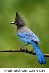Steller's jay sitting on the branch in the forest