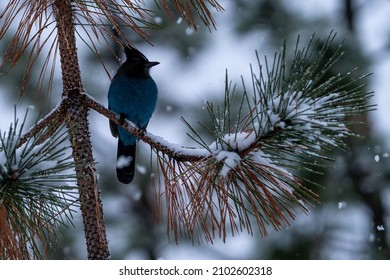 Steller's Jay In Snow. Oregon, Ashland, Cascade Siskiyou National Monument, Winter