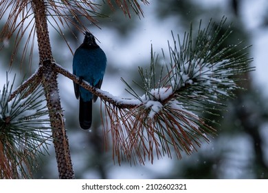 Steller's Jay In Snow. Oregon, Ashland, Cascade Siskiyou National Monument, Winter