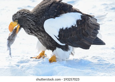 Steller's Sea Eagle