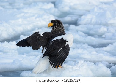 Steller's Sea Eagle