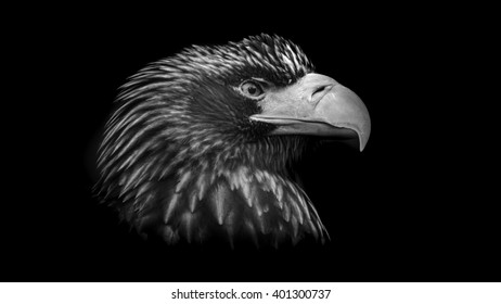 Stellers Sea Eagle