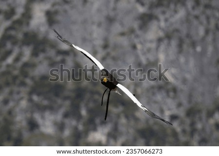 Steller's Sea Eagle flying in bird show