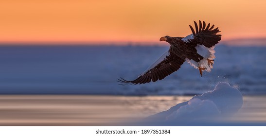 Steller's Sea Eagle Foraging In Ocean Ice And Snow