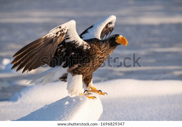 The Steller\'s sea\
eagle, Haliaeetus pelagicus  The bird is perched on the iceberg in\
the sea during winter Japan Hokkaido Wildlife scene from Asia\
nature. came from\
Kamtchatka