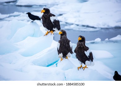 Steller's Sea Eagle Waiting For Prey