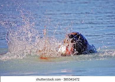 Steller's Sea Lion Eating A Salmon Near Valdez