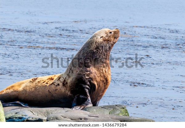 Steller\'s Sea Lion (Eumetopias jubatus) at\
hauling-out, St. George Island, Alaska,\
USA