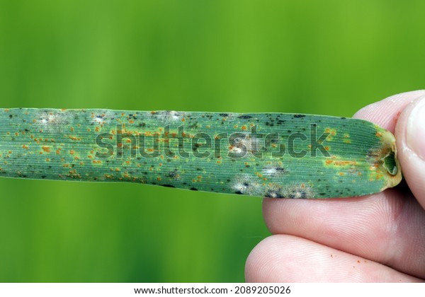 The stem, black, and cereal rusts are caused by\
the fungus Puccinia graminis and  barley powdery mildew or corn\
mildew caused by Blumeria graminis are a significant disease\
affecting cereal crops.
