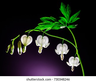Stem of Bleeding Hearts
