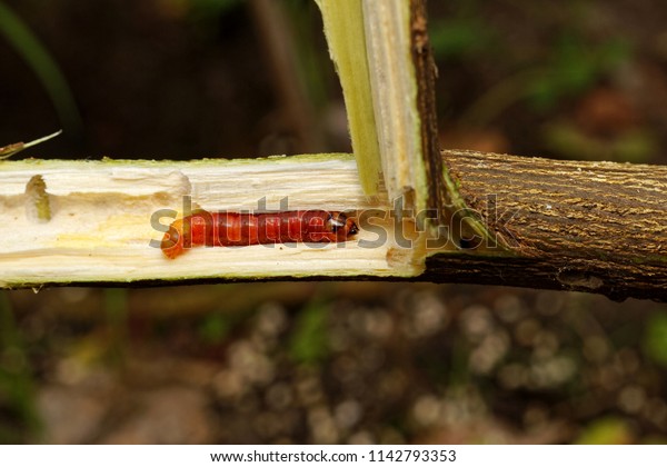 Stem Borer Destroy Lime Tree Stock Photo (Edit Now) 1142793353