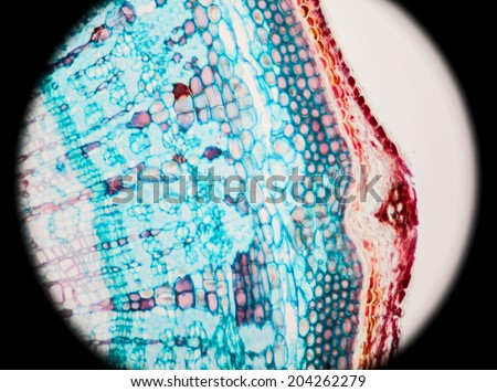 Stem Cork Cell Cross Section microscopy magnification 400X