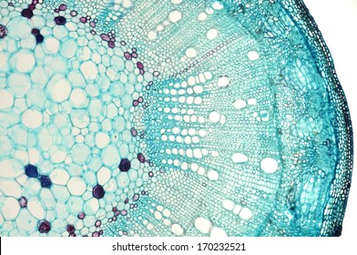 Stem of cotton Gossypium hirsutum - microscopic view