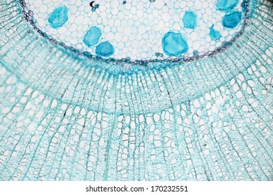 Stem Dicotyledon Cross Section Microscopic View Stock Photo 170232551 ...