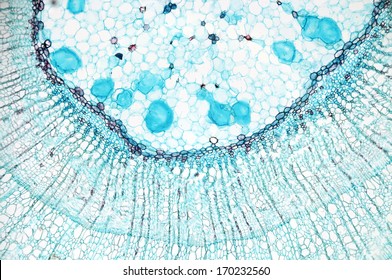 288 Collenchyma Cells Images, Stock Photos & Vectors 