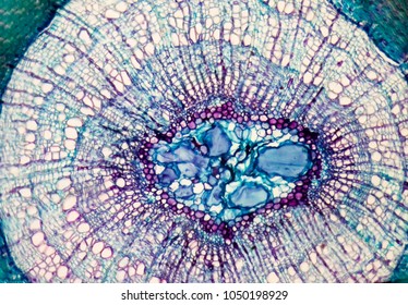 842 Dicot stem Images, Stock Photos & Vectors | Shutterstock