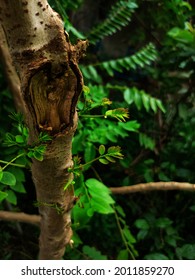 Stem Of A Drumstick Plant