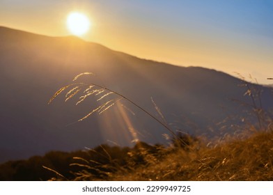 Stem of dry grass against the backdrop of dawn in the mountains. Picturesque sunny morning in the Carpathians
