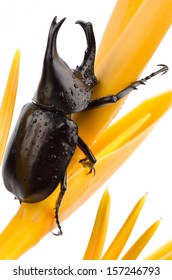 Stem Eating Beetle (Xylotrupes Gideon L.).