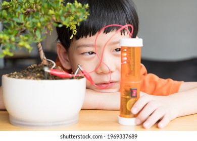 STEM Education - Science, technology, engineering, and mathematics activity. Close up of an asian little boy proudly look at his DIY soil moisture meter. Homeschool, 21st century skills, home-based.
