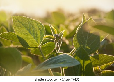 The Stem Of A Flowering Soy Plant In A Field Reaches For The Sun. Young Flowering Soybean Plants On The Field In The Rays Of The Sun.