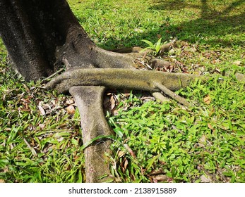 Stem Girdling Root Of A Golden Penda Tree.