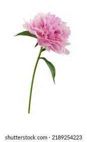 stem with leaves and flower of a tree-shaped maroon peony, isolate for clipping on a white background - Shutterstock ID 2189254223