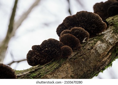 Stem mushrooms in the forest of La Garrotxa.