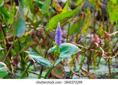 A Stem Of Pickerelweed Along The Trail Of Bluewater River Walk Park, In Port Huron, Michigan.