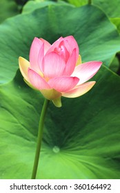 18,481 Lotus flower stem Images, Stock Photos & Vectors | Shutterstock