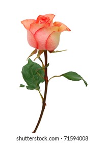 A stem pink rose on white