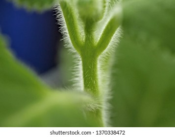 Stem - Plectranthus Argentatus  