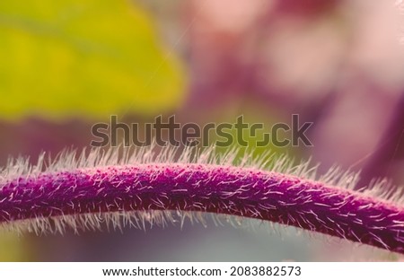 stem roots texture with depthfield and blurry background 