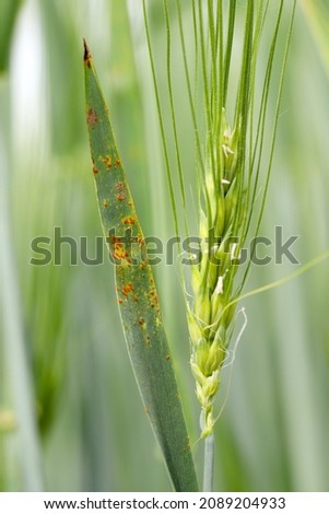 Stem rust, also known as cereal rust, black rust, red rust or red dust, is caused by the fungus Puccinia graminis, which causes significant disease in cereal crops