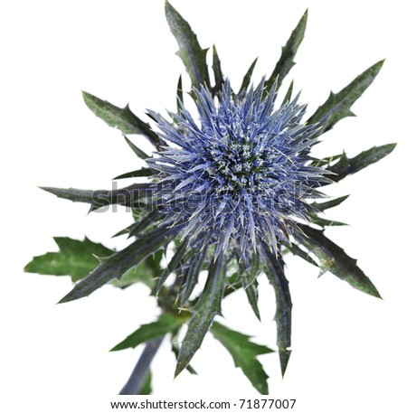Stem thistle plant with sharp thorns, sea holly frost (eryngium planum) isolated on a white
