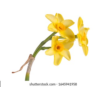 Stem with three yellow and orange flowers of the Narcissus tazetta by N. jonquilla hybrid daffodil cultivar Hoopoe isolated against a white background