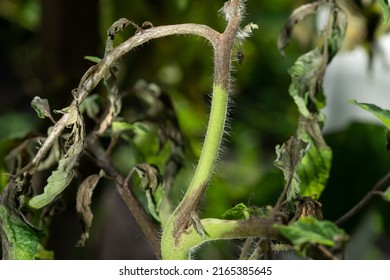 Stem of a tomato plant affected by late blight. Phytophthora Infestans. Selective focus. - Shutterstock ID 2165385645