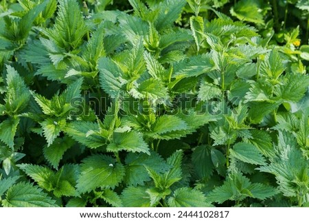 Similar – Image, Stock Photo Stinging nettle (Urtica dioica) in the morning light