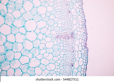 Cells Under Light Microscope Images Stock Photos Vectors Shutterstock