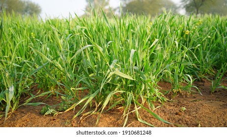 Stem of Wheat plants with light misty fog on the leaves. Growing filament or triticale in the agricultral field. - Powered by Shutterstock