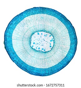 Stem of wood dicotyledon, whole cross section under microscope. Light microscope slide with the microsection of a wood stem with vascular bundles, concentric arranged in a ring. Plant anatomy. Photo.